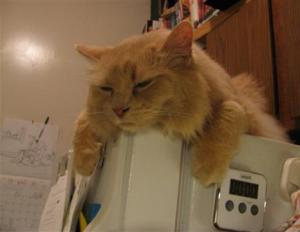 Кот-магнит из кофейных зерен: магнит на холодильник своими руками Магнит на холодильник кот
