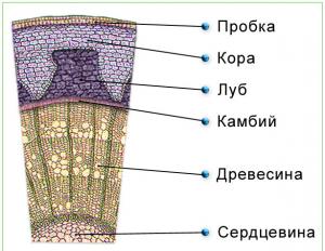 Формирование тканей стебля вторичного строения Какой комплекс тканей присущ только вторичному строению